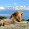 Amboseli National Park male lion