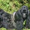 Bwindi-Impenetrable-Forest-National-Park-695×450