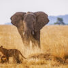 DSC09796-Edit-5