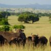 Forest-Buffalo-at-Pelican-Point-Kevin-Sutton-1024×678-750×450