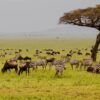field-with-zebras-and-blue-wildebeest_192248950