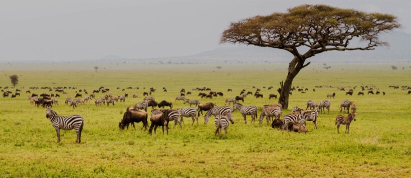 field-with-zebras-and-blue-wildebeest_192248950