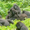 habimanya-gorilla-family