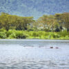 hippo-water-lake-naivasha-kenya