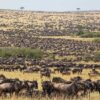 migration-serengeti