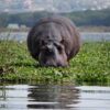naivasha