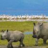 nakuru-national-park
