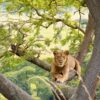 queen-elizabeth-national-park