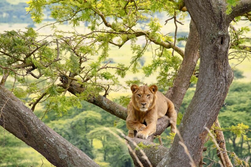 queen-elizabeth-national-park