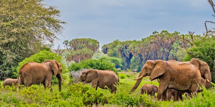 samburu-national-reserve-kenya