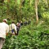 sanctuary-gorilla-forest-camp-trekking