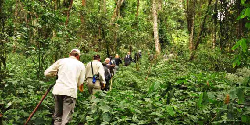 sanctuary-gorilla-forest-camp-trekking