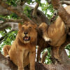 tree-climbing-lions-uganda-1