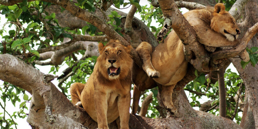 tree-climbing-lions-uganda-1