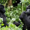 Bwindi-gorilla-trekkings-1