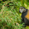 Golden-Monkey-Trekkin
