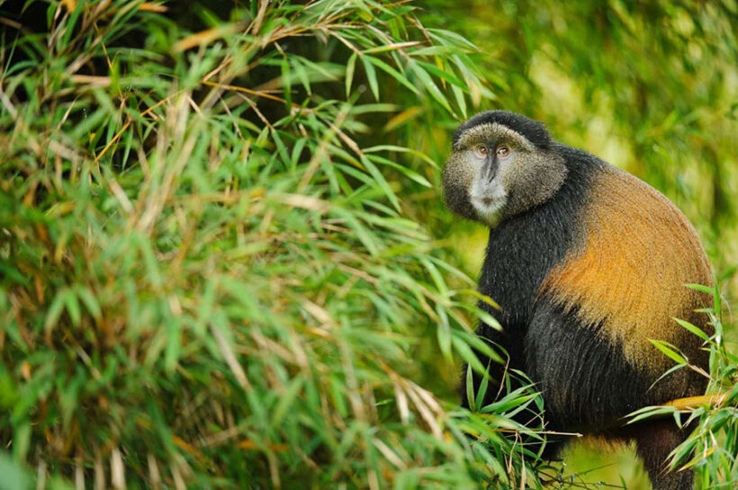 Golden-Monkey-Trekkin