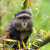 Golden-Monkey-Trekking-750×450